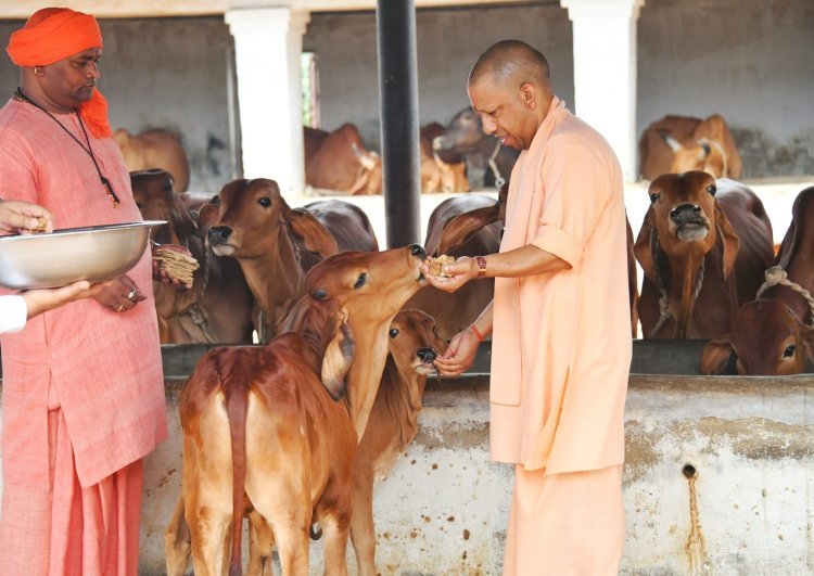 Chief Minister Yogi Adityanath Worships Maa Pateshwari, Feeds Jaggery To Cows, Reviews Temple Arrangements
